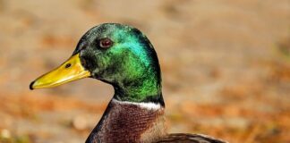 Jakiego busa warto kupić?