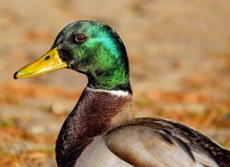 Jakiego busa warto kupić? Jakiego busa warto kupić?