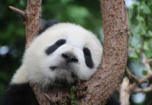 Ile kosztuje najtańsza Panda?