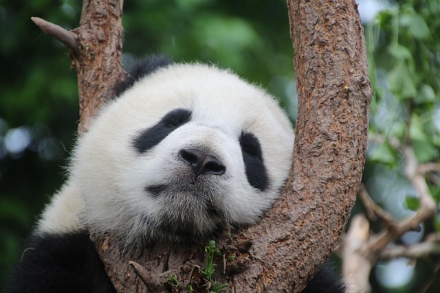 Czy Panda ma kolana?