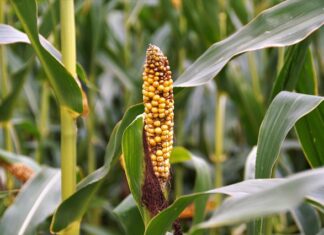 Czego należy unikać przy zwyrodnienie stawu biodrowego?