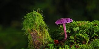 Czy można położyć gładź na farbę?