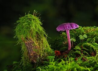 Czy można położyć gładź na farbę?